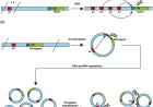 How structural variation shapes the cancer epigenome