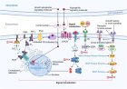Cell Signaling and Communication between Cells
