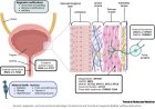 The biology of congenital urinary bladder outflow obstruction