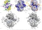 HIV-1 integrase structure revealed!