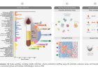 A human pan-disease blood atlas of the circulating proteome