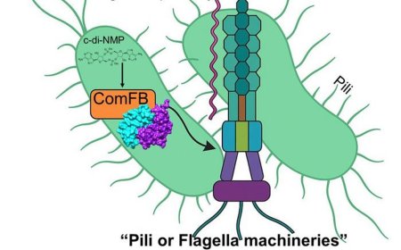 New mechanisms for bacterial motility and DNA transfer between bacteria decoded