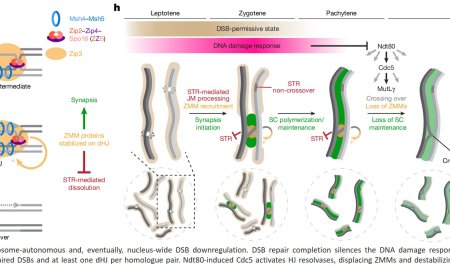 A molecular zipper and a DNA link team up to protect fertility