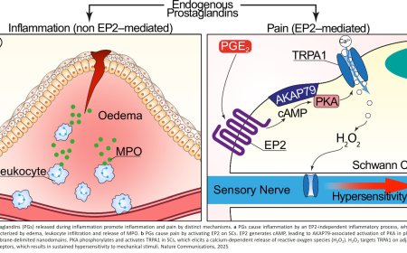 Decoupling inflammation from pain