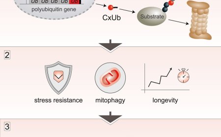 C-terminal extension of ubiquitin promotes proteostasis and longevity