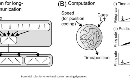 Entorhinal cortex computations influenced by ramping dynamics
