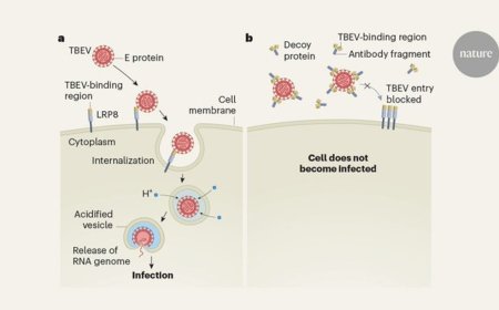 How a tick-borne virus enters human cells