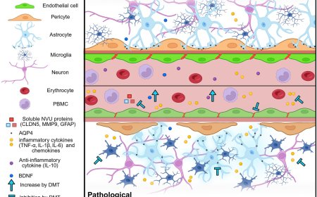 Psychoactive agent protects brain vessels and reduces inflammation