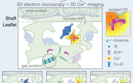Astrocytes role in integrating multiple synapses