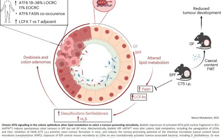 Fatty acids feed cancer-promoting bacteria