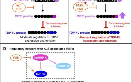 ALS-linked RNA-binding proteins regulate dominant-negative isoform of TDP-43