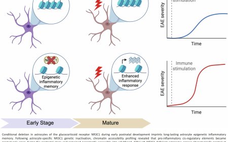 Linking early life epigenetic memory to adult brain inflammation