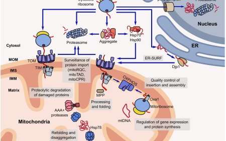 Protein biogenesis and quality control are interconnected in mitochondria