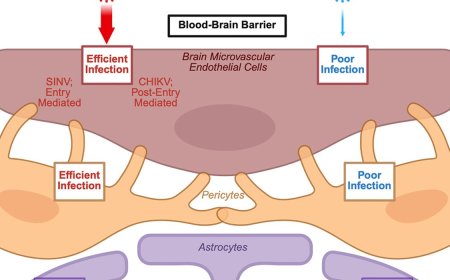 How mosquito-borne viruses breach the brain’s defenses