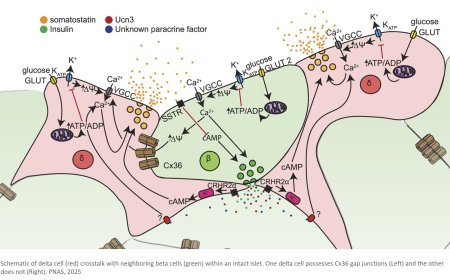 Beta and delta cells communication to control glucose homeostasis in diabetes