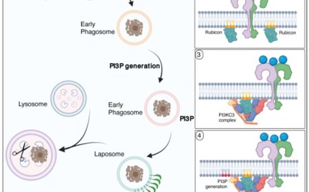 Lipids drive activation of the cellular degradation system LC3-associated phagocytosis