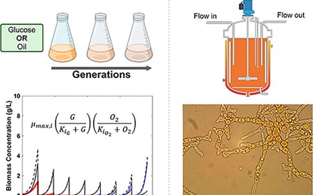 β-carotene production in Yarrowia lipolytica under continuous fermentation