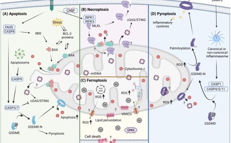Regulated cell death pathways involving mitochondrial dynamics and pore formation