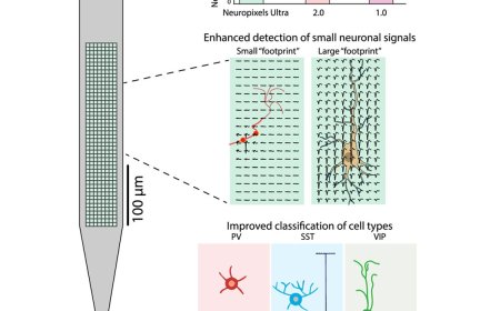 Brain probe powerfully records neural circuits during behavior