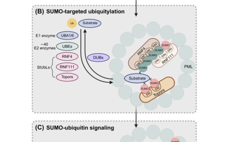 SUMO-primed ubiquitylation to treat cancer and neuro disorders