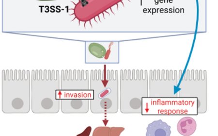 Yeast in gut microbiome can worsen salmonella infection