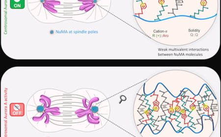 How a key enzyme shapes nucleus formation in cell division