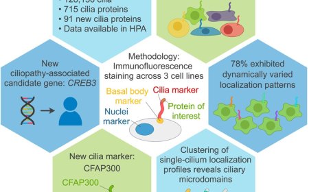 Human cilia study offers clues to childhood diseases