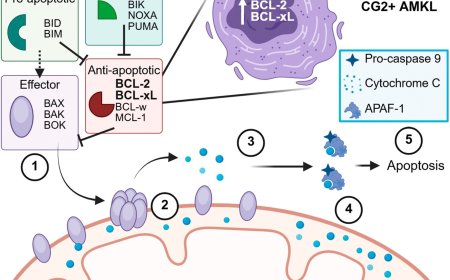 BH3 mimetic therapies for childhood cancer