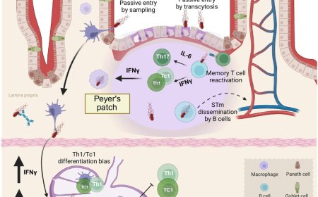 Non-typhoidal Salmonella disrupts germinal centre