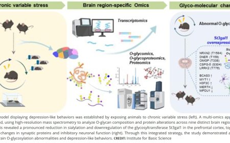Abnormal O-glycan sialylation in the mPFC contributes to depressive-like behaviors in male mice