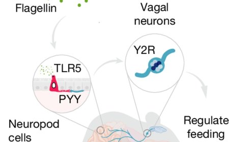 A gut sense for a microbial pattern regulates feeding