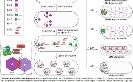 How pathogens build protein machinery for survival in the gut