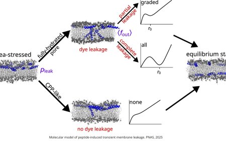 How antimicrobial peptides induce transient pores