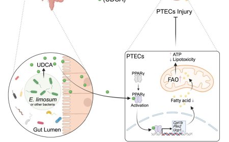 Protecting renal ischemia-reperfusion injury using microbiota