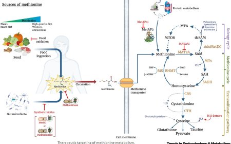 Ameliorating human aging and disease using methionine restriction and mimetics