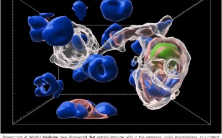 Macrophages protect insulin production in pancreas