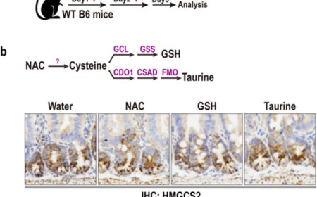 A cysteine-rich diet may promote regeneration of the intestinal lining