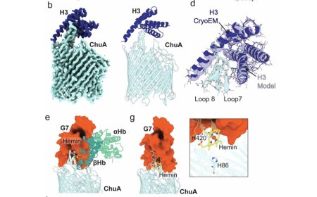 AI used to create proteins that kill E. coli