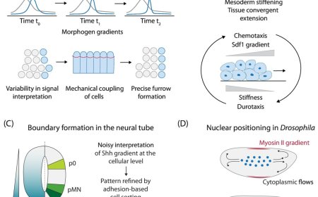 Developmental robustness using optimality