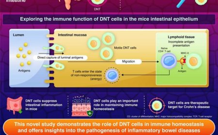 ‘Unconventional’ immune cells to tackle inflammation in the gut