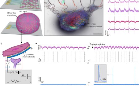 First artificial neurons that could directly communicate with living cells