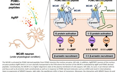 Key mechanism for appetite and weight control