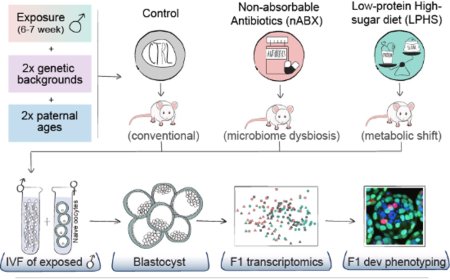 Fathers shape embryonic development through molecular ‘signatures’