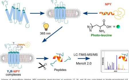 Transient ligand contacts of the intrinsically disordered N-terminus of neuropeptide Y2 receptor regulate arrestin-3 recruitment