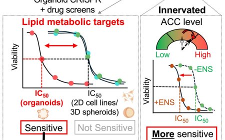 Neuron-gastric tumor organoid reveals metabolic vulnerabilities in gastric cancer