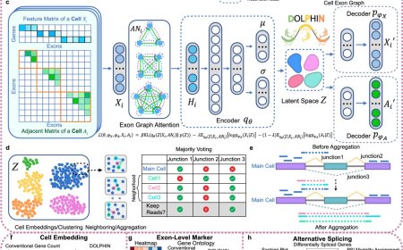 DOLPHIN for exon-level single-cell RNA-seq data analysis