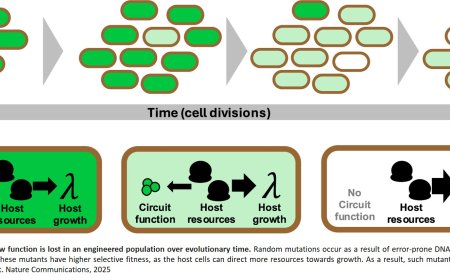 Genetic controllers for enhancing the evolutionary longevity of synthetic gene circuits in bacteria