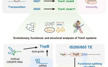 RNA splitting mechanism behind origin of Type V CRISPR systems