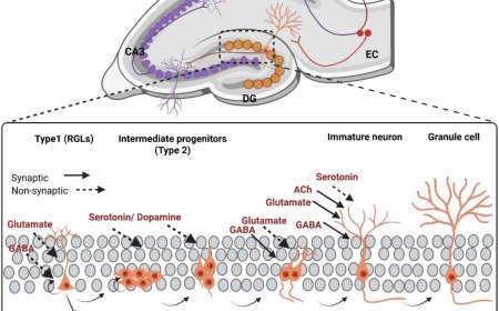 Adult hippocampal neurogenesis