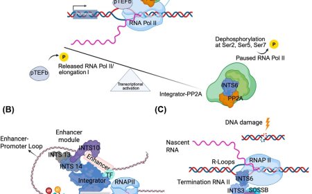 Integrator in development and disease
